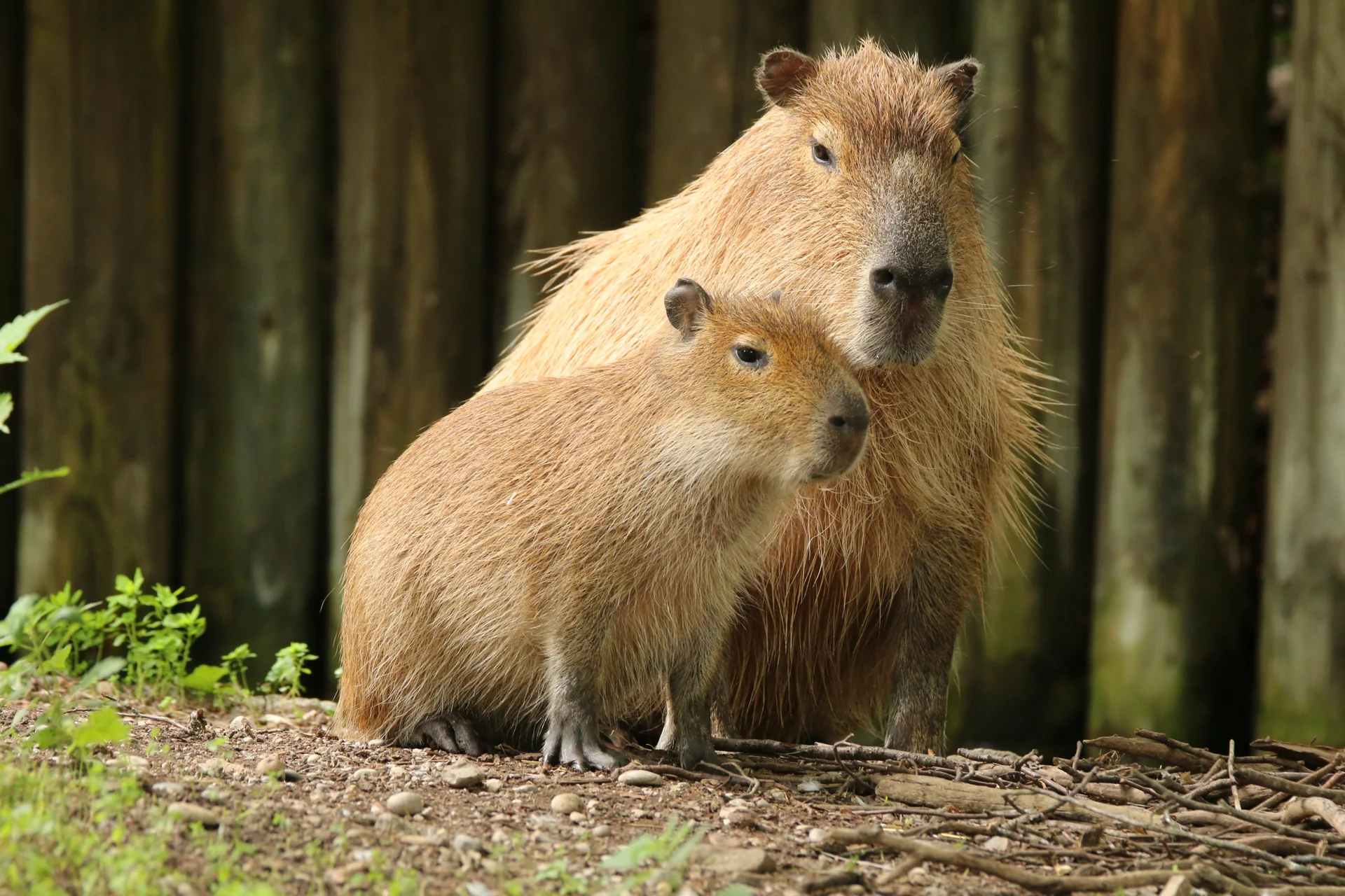 Capybara with her young sitting on a ground covered with twigs and a bit of vegetation.