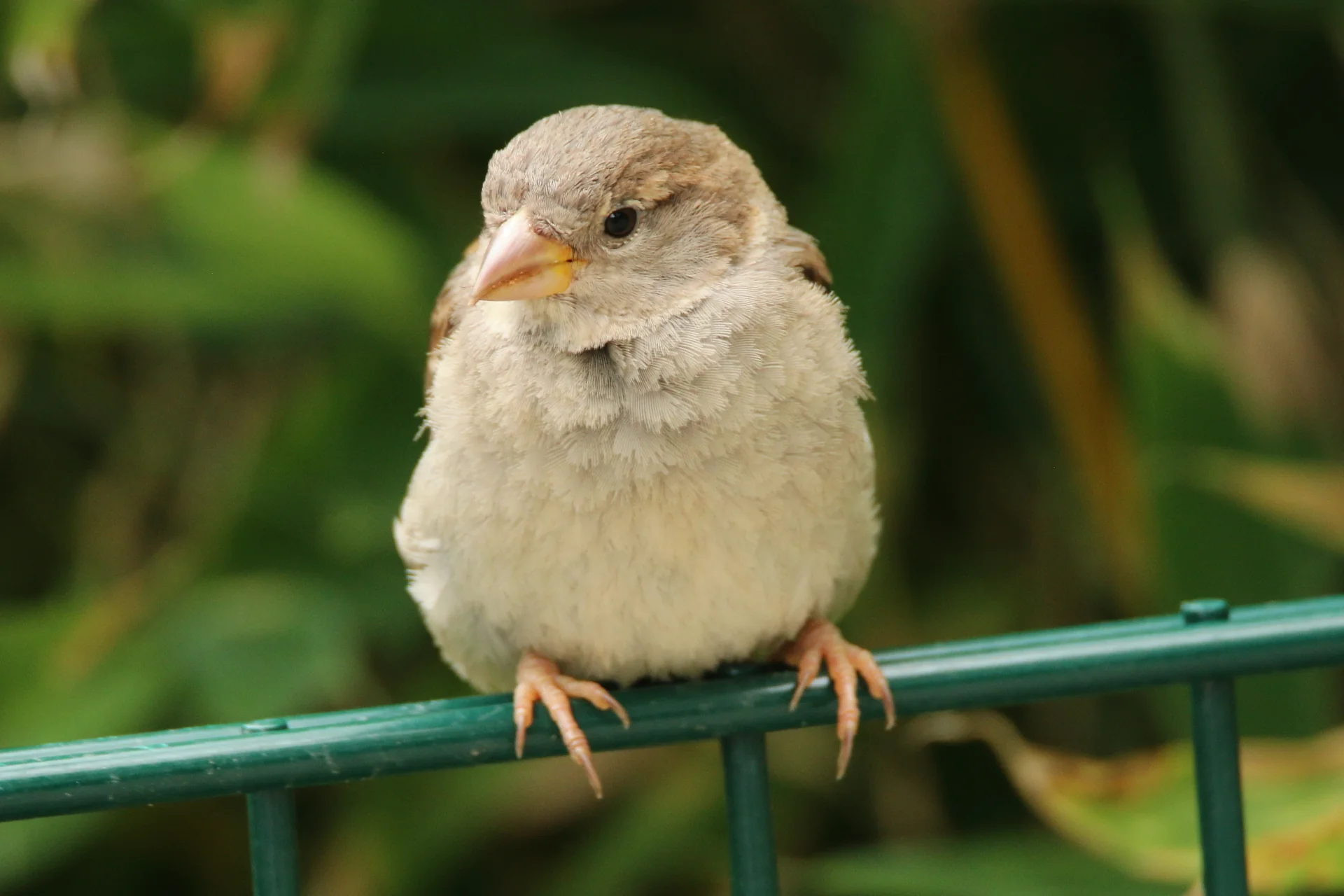 An extremely fluffy sparrow sitting on a green metal fence. Maybe a bit fat from all the visitors throwing food at them but let's pretend it's all feathers!