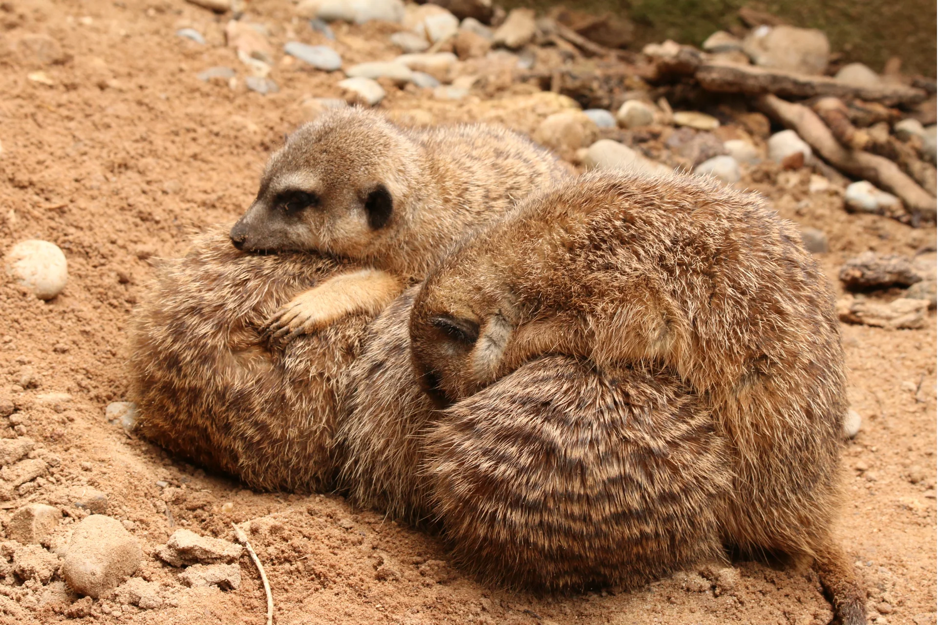 A cuddle pile of 4 meerkats in the sand.