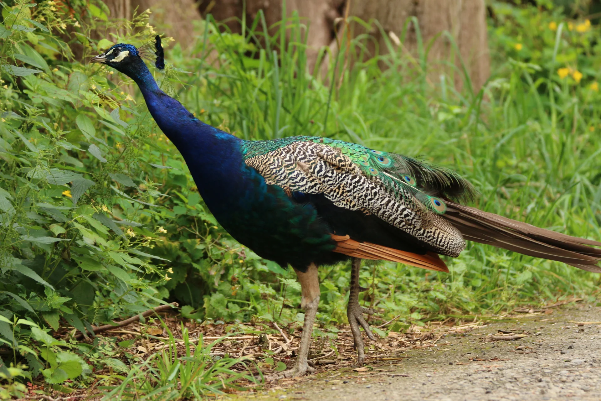 A blue peacock walking along the side of a path.
