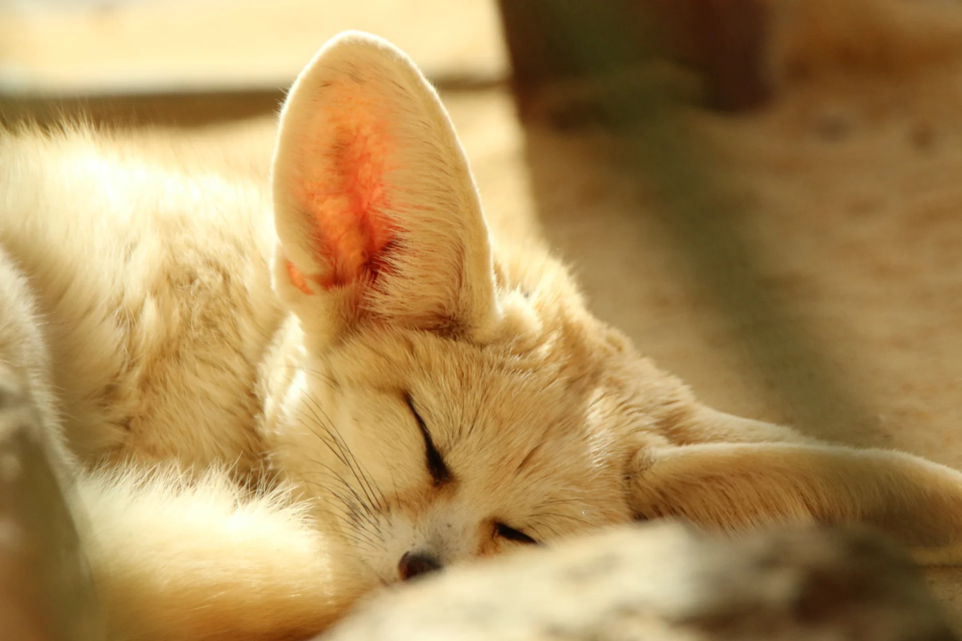 Sleeping fennec fox curled up behind some larger stones and halfway obscured by it. Her eyes are almost all closed but her ears were probably tracking my camera.