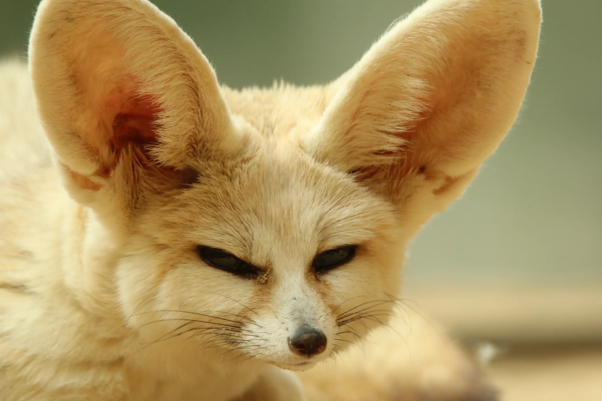 A fennec fox woken up by the camera looking directly at it. Doesn't seem to be much awake.