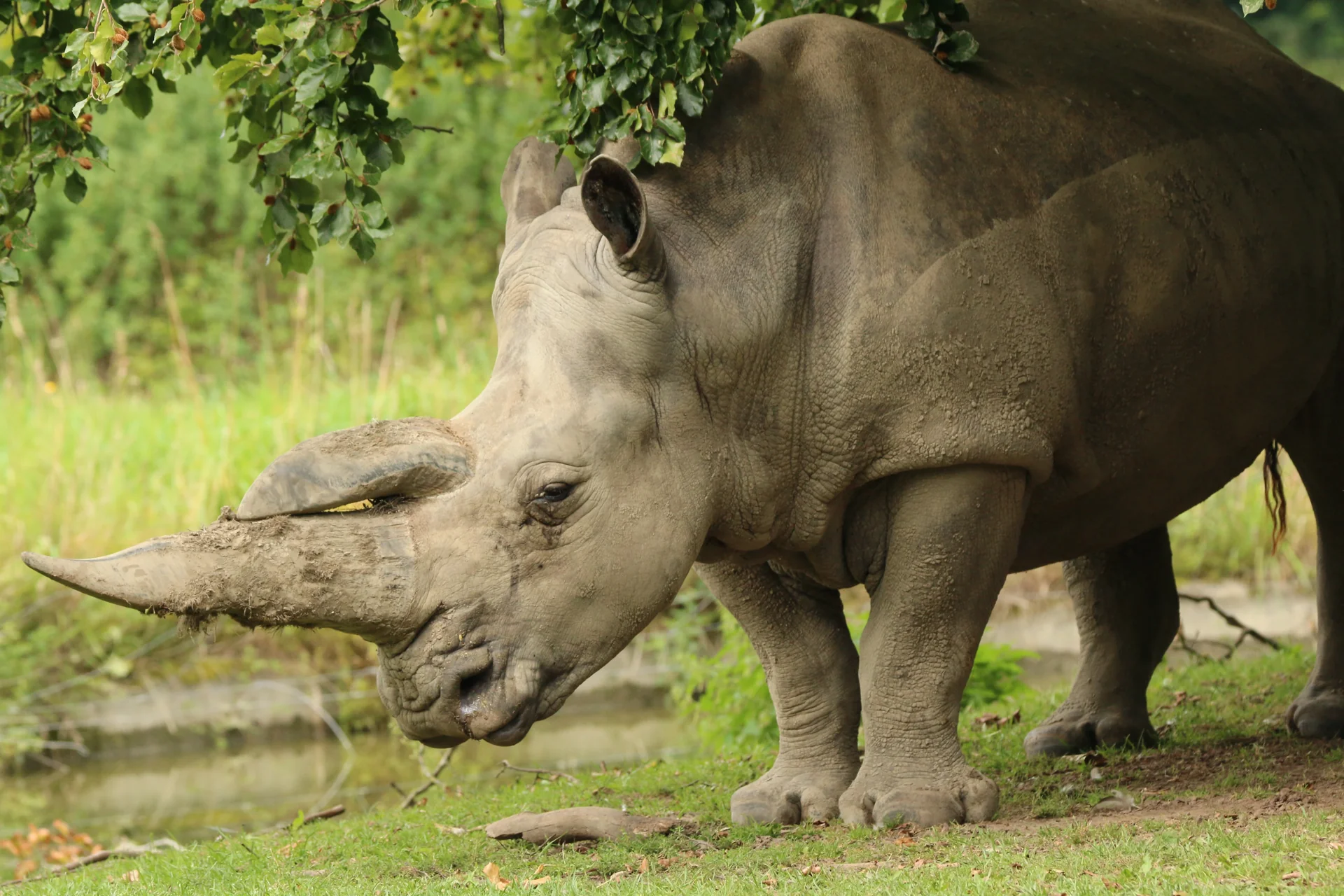 Close up of a rhino standing below a larger tree in the grass. The horn looks massive and it seems to have had a mud bath recently.