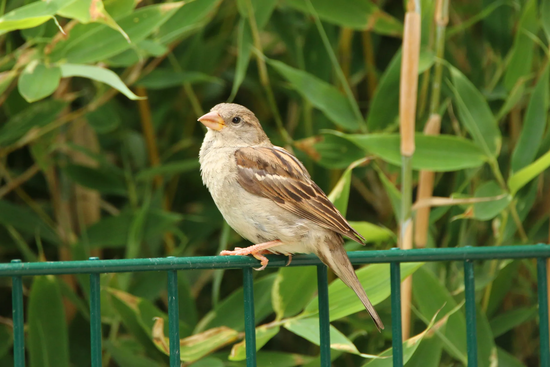 A sparrow sitting on a green painted metal fence.