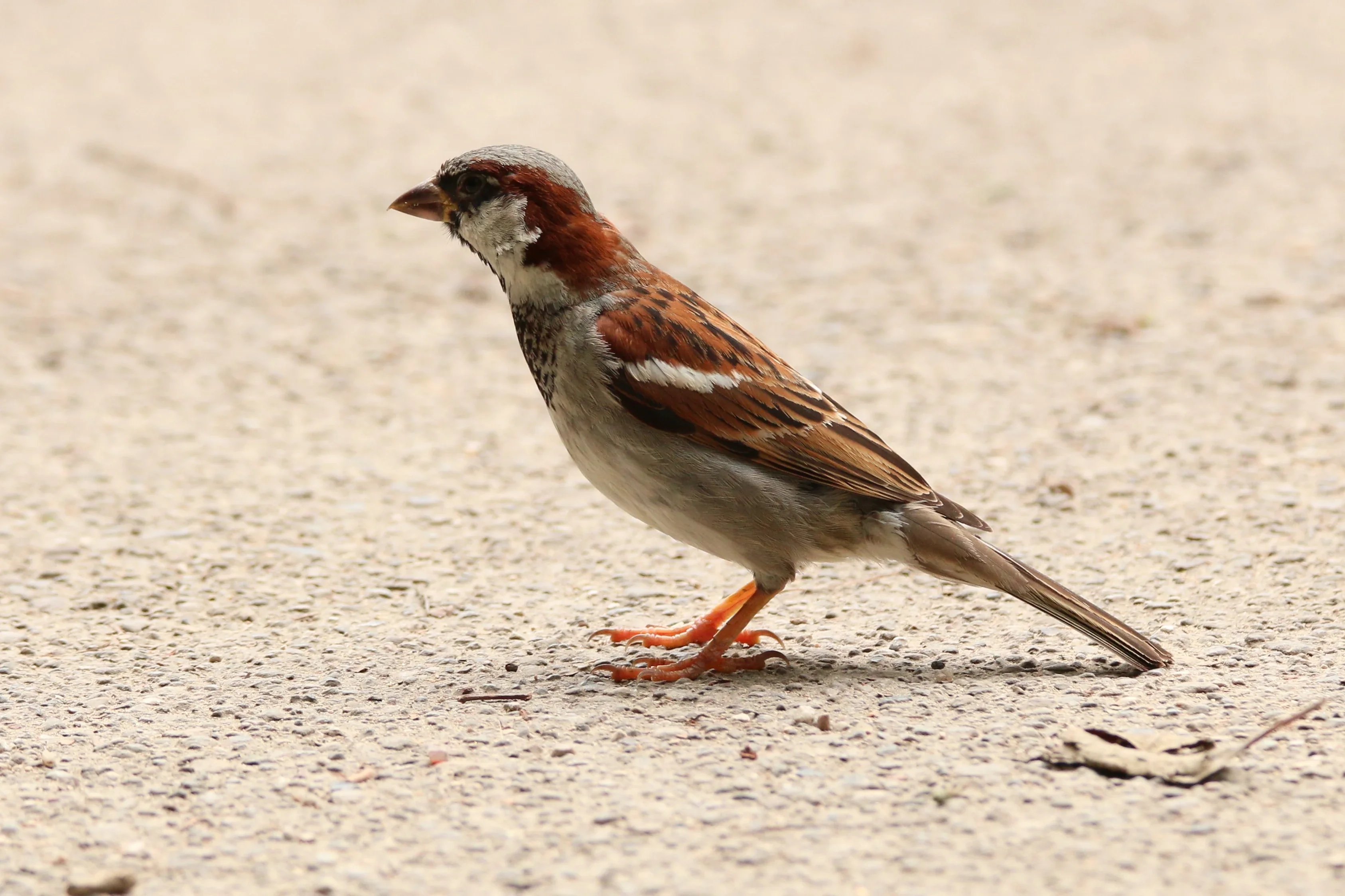 A sparrow sitting on a concrete path. This one has a rather colorful brown feather cover and very orange feet.