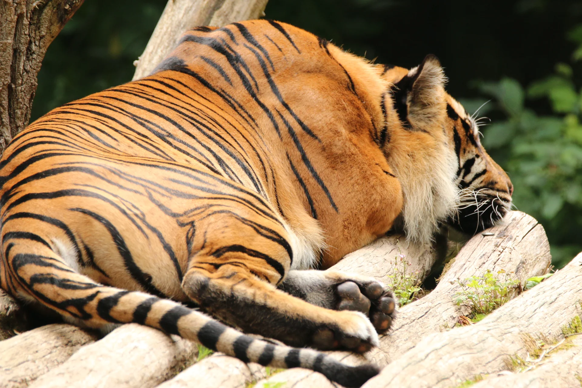 A very sleepy tiger sleeping on a wooden lookout ignoring everyone, especially the ones trying to take photos.