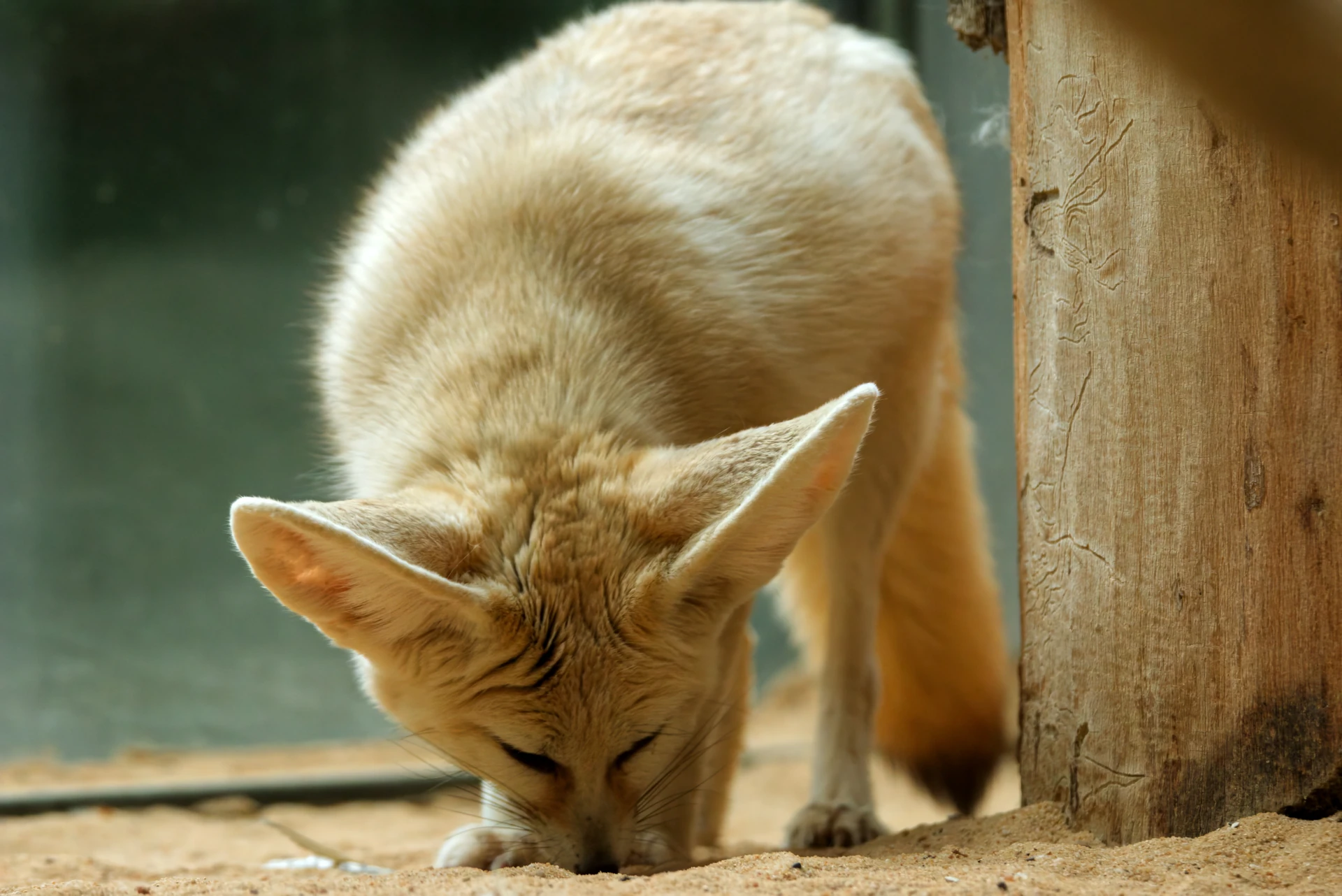 A fennec fox sniffing on the ground. She is looking for more leftovers from the grasshopper she dismembered just a minute before.