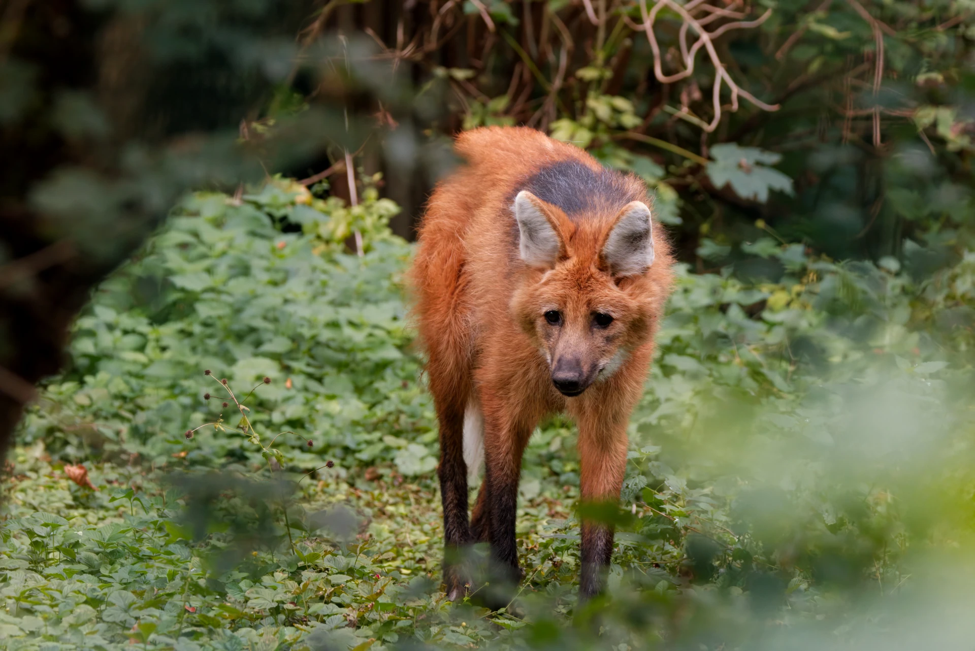 A maned wolf approaching through thick undergrowth.