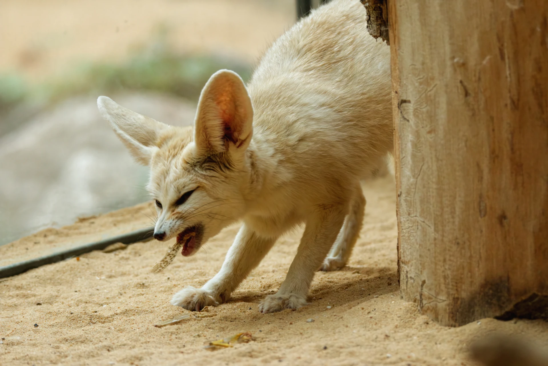 Fennec fox munching on the remnants of a grasshopper. Mostly only some wings are left... and the occasional leg.