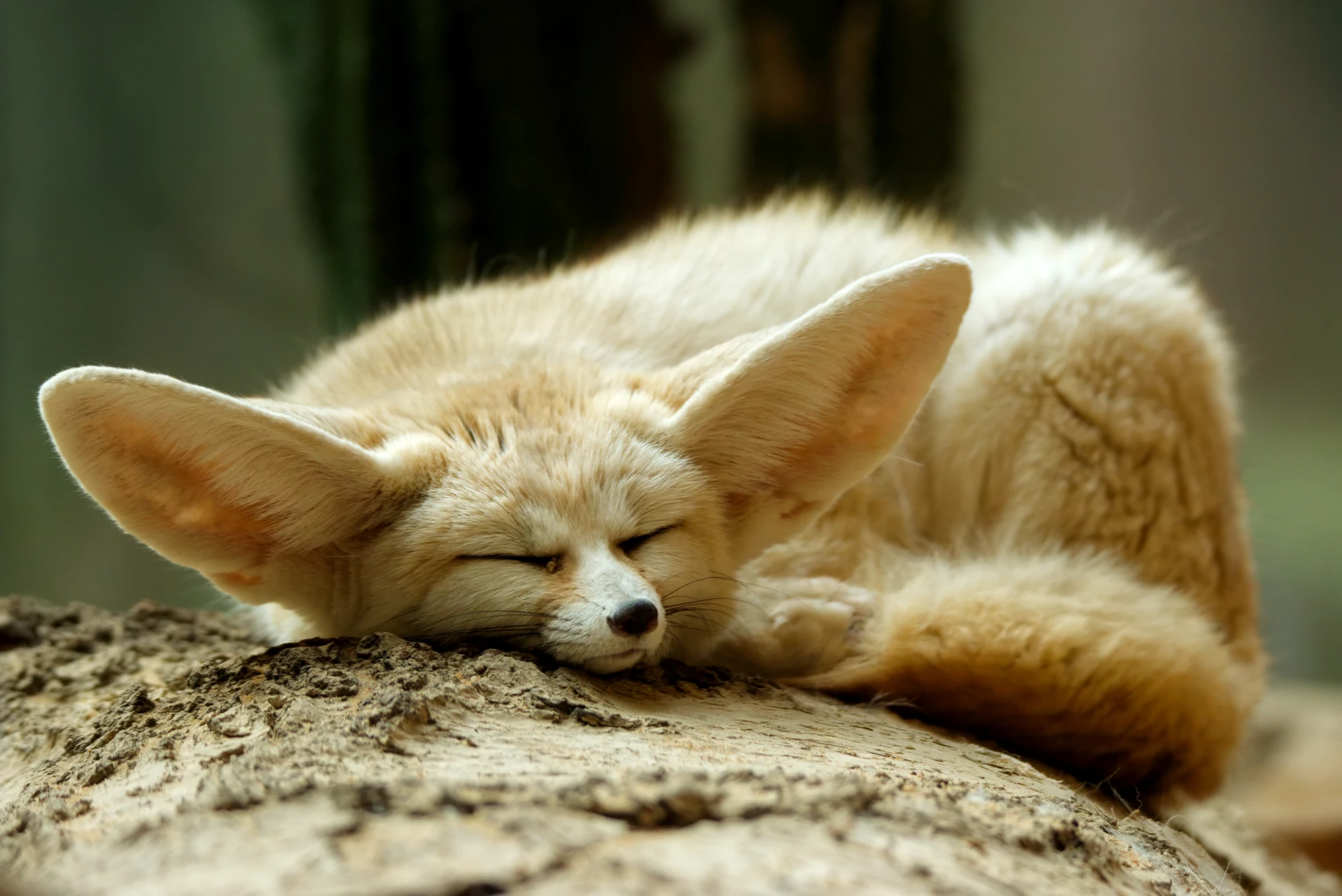 Slightly grumpy looking fennec fox sleeping in a sunny spot on a tree log.