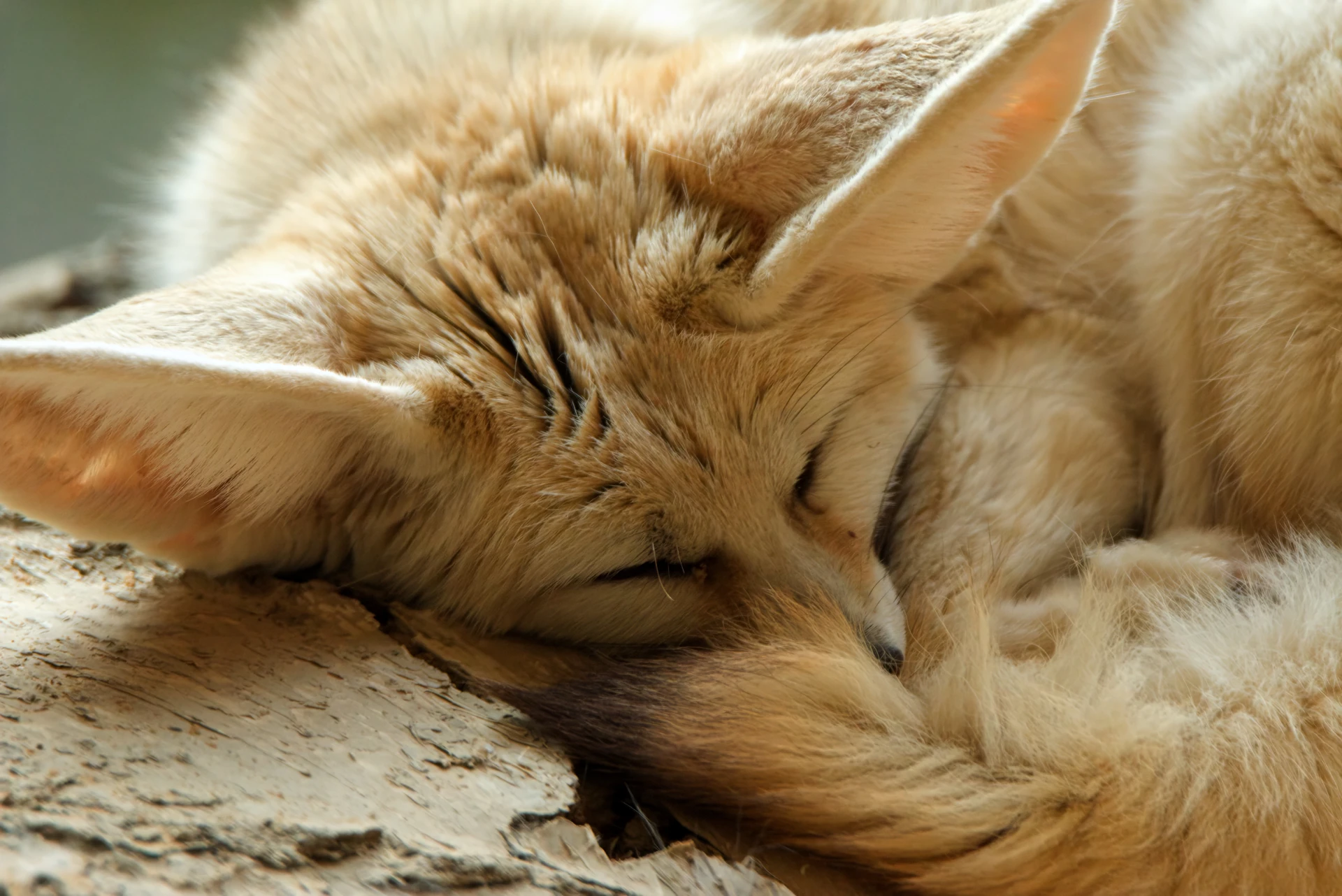 Close up of a fennec fox in croissant shape sleeping peacefully on a tree bark.
