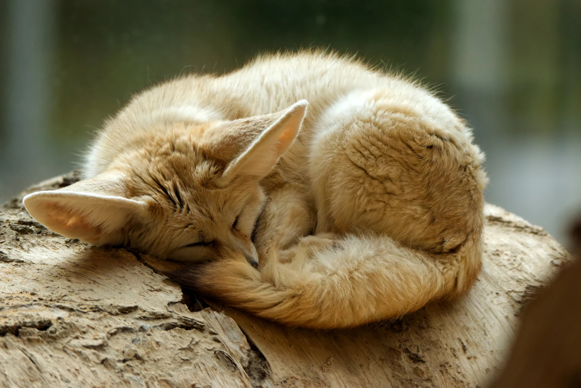 A fennec fox curled up into a croissant sleeping on an old tree log.