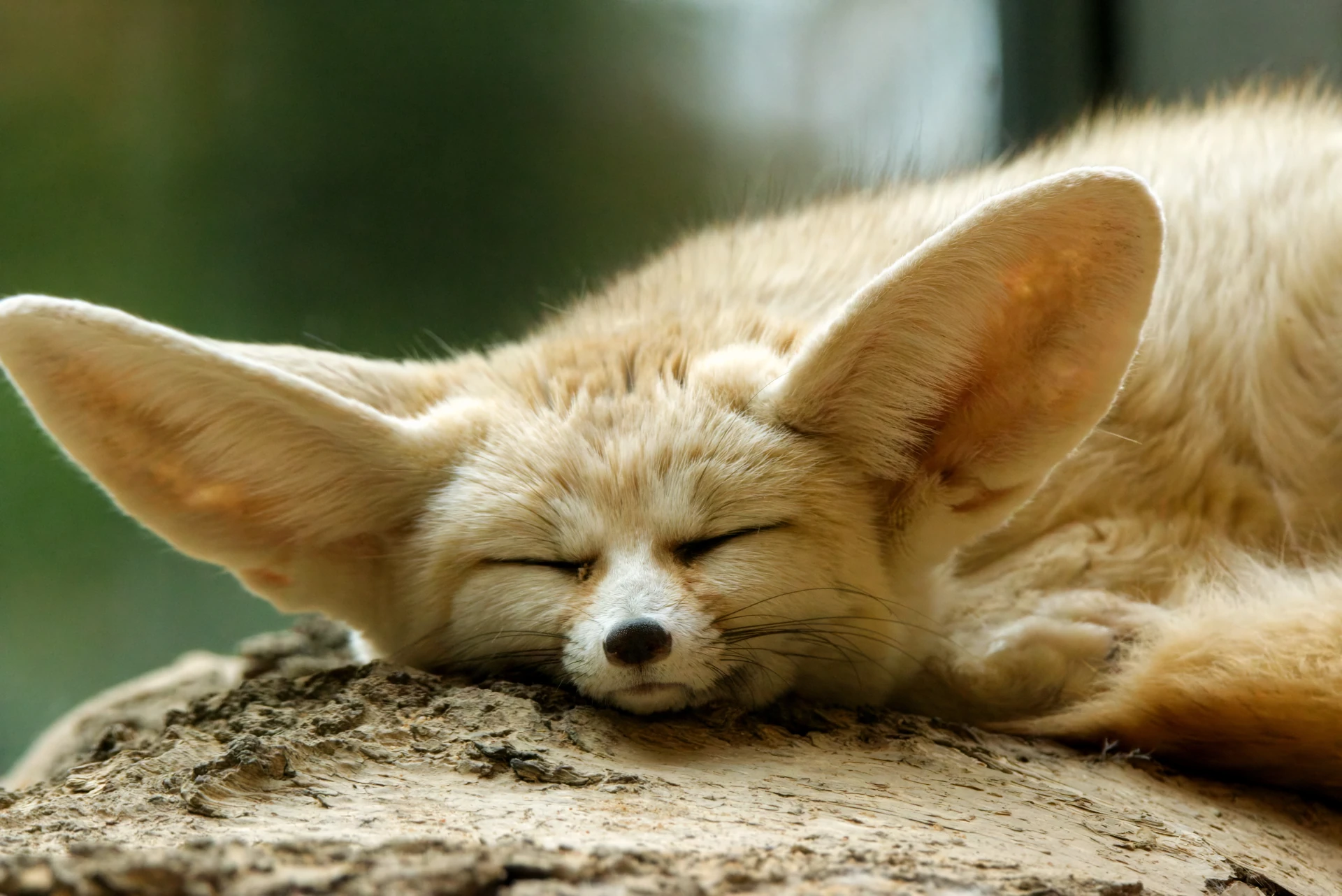 Close up of a fennec fox sleeping on a tree log, eyes every so slightly opened.