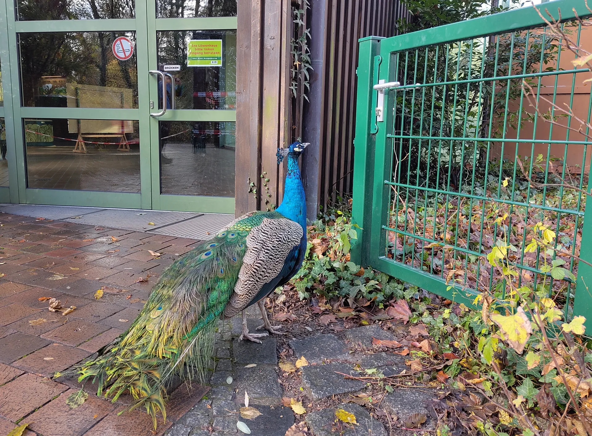 A peacock calculating an escape trajectory and about to jump onto a green gate double its own height. The jump worked.