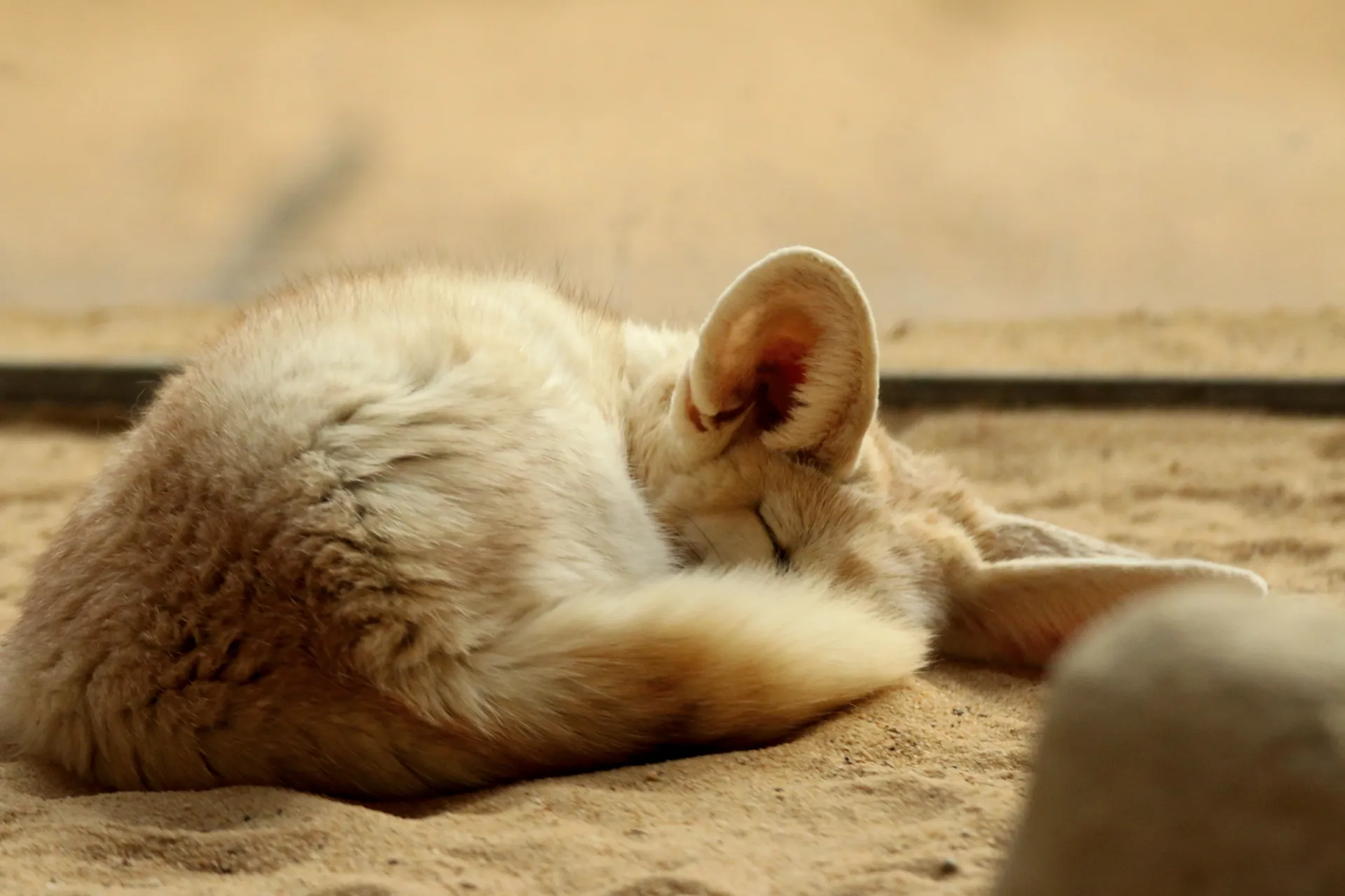 Another very sleepy looking fennec fox in croissant shape. Or maybe it's a donut already. Definitely close.