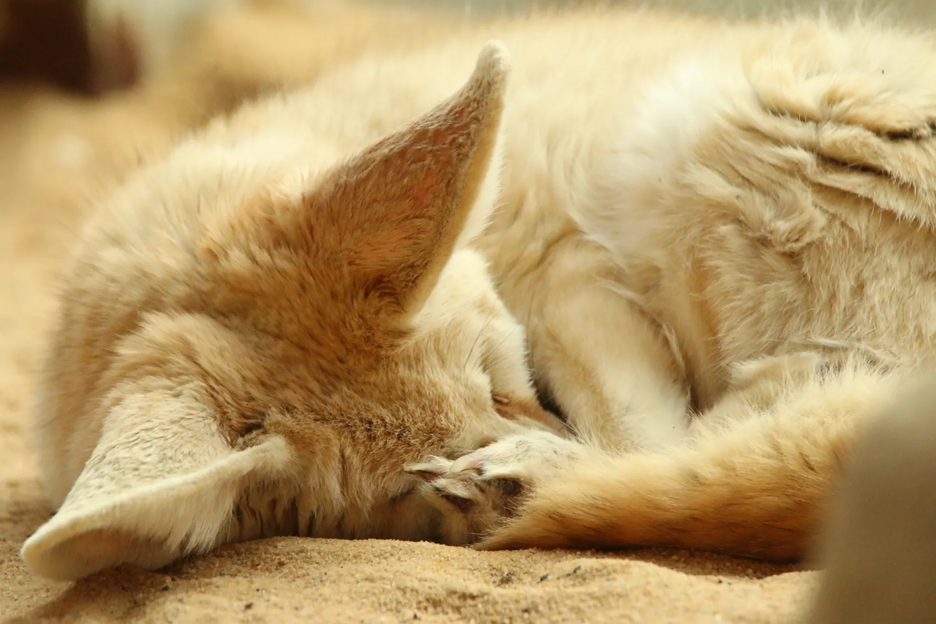 A curled up and very sleepy looking little fennec fox.