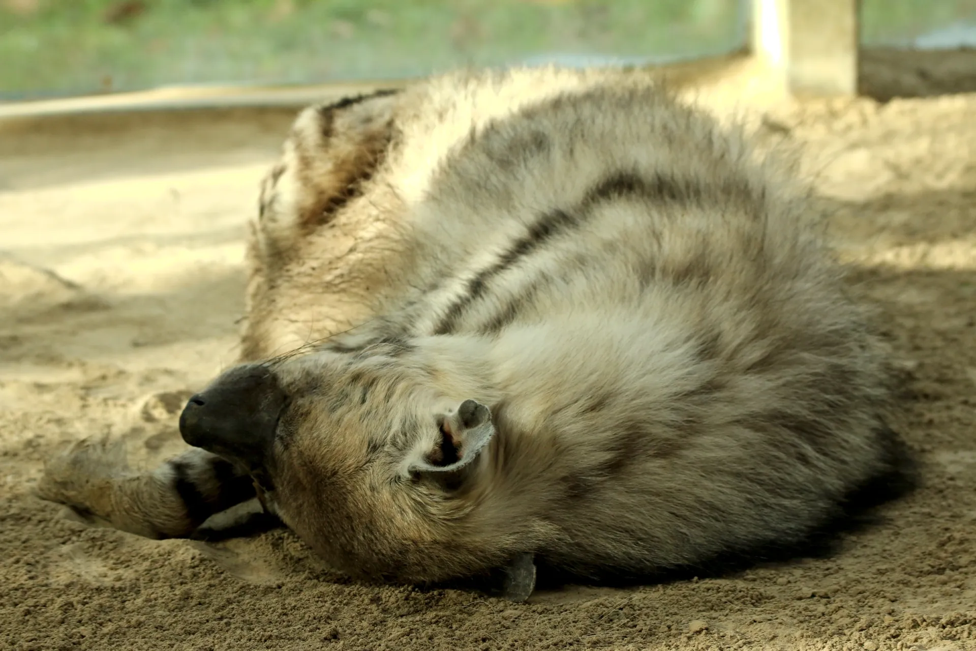 A very sleepy looking striped hyena. Seems to by lying on her belly and almost back of her neck at the same time. Hyenas are liquid too.