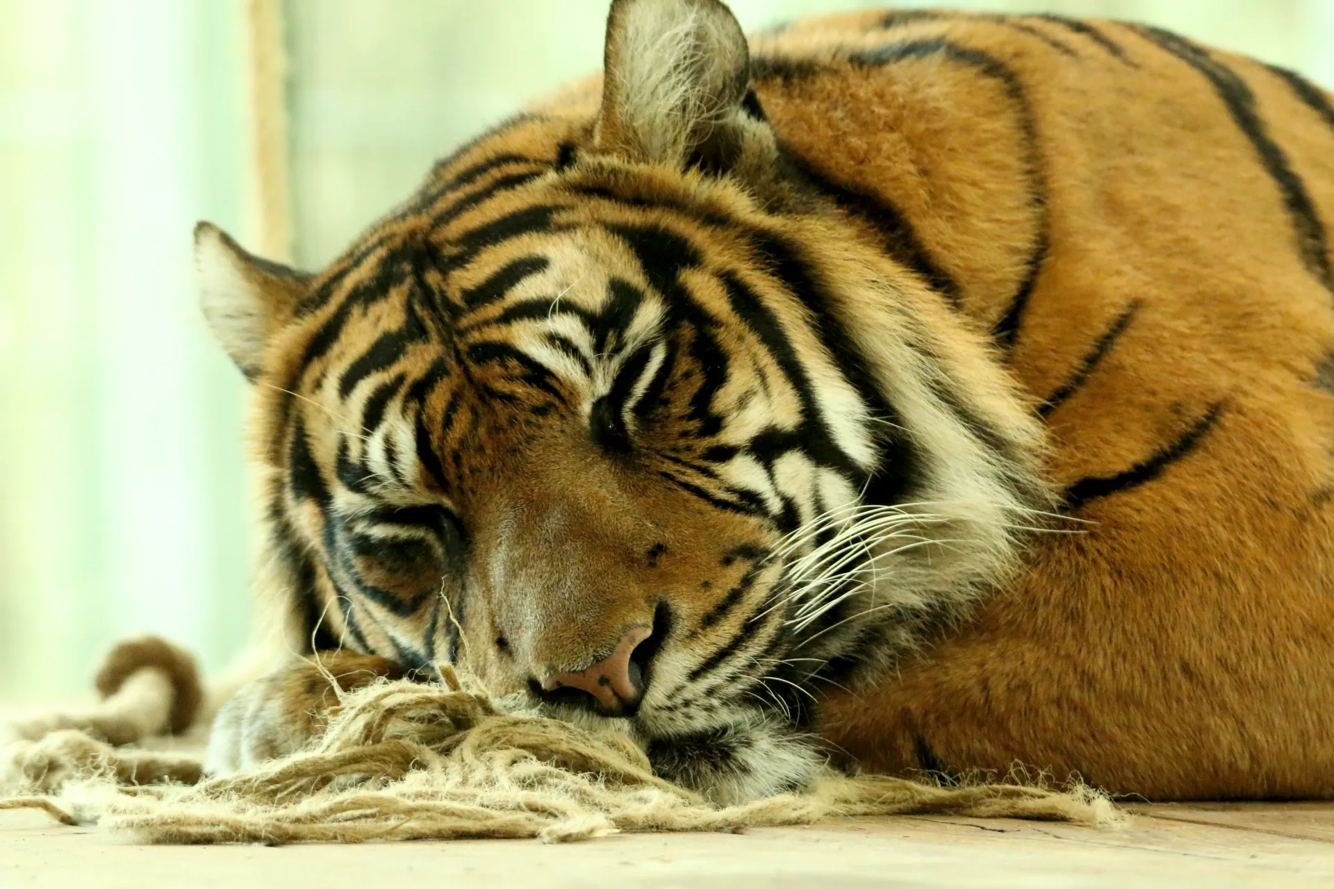 A sleeping tiger on a large wooden platform, eyes are closed.