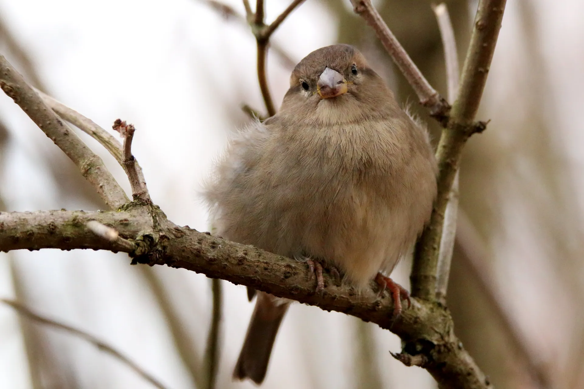 A really fluffy looking sparrow, I'd hate to call it fat but I am sure they won't starve with all the visitors in the zoo.
