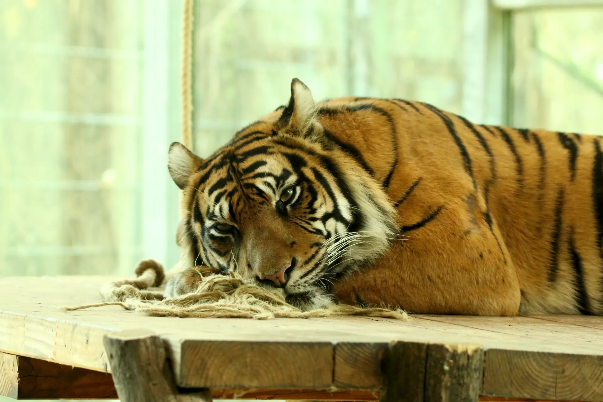 A tiger lying on a wooden platform looking into the camera.