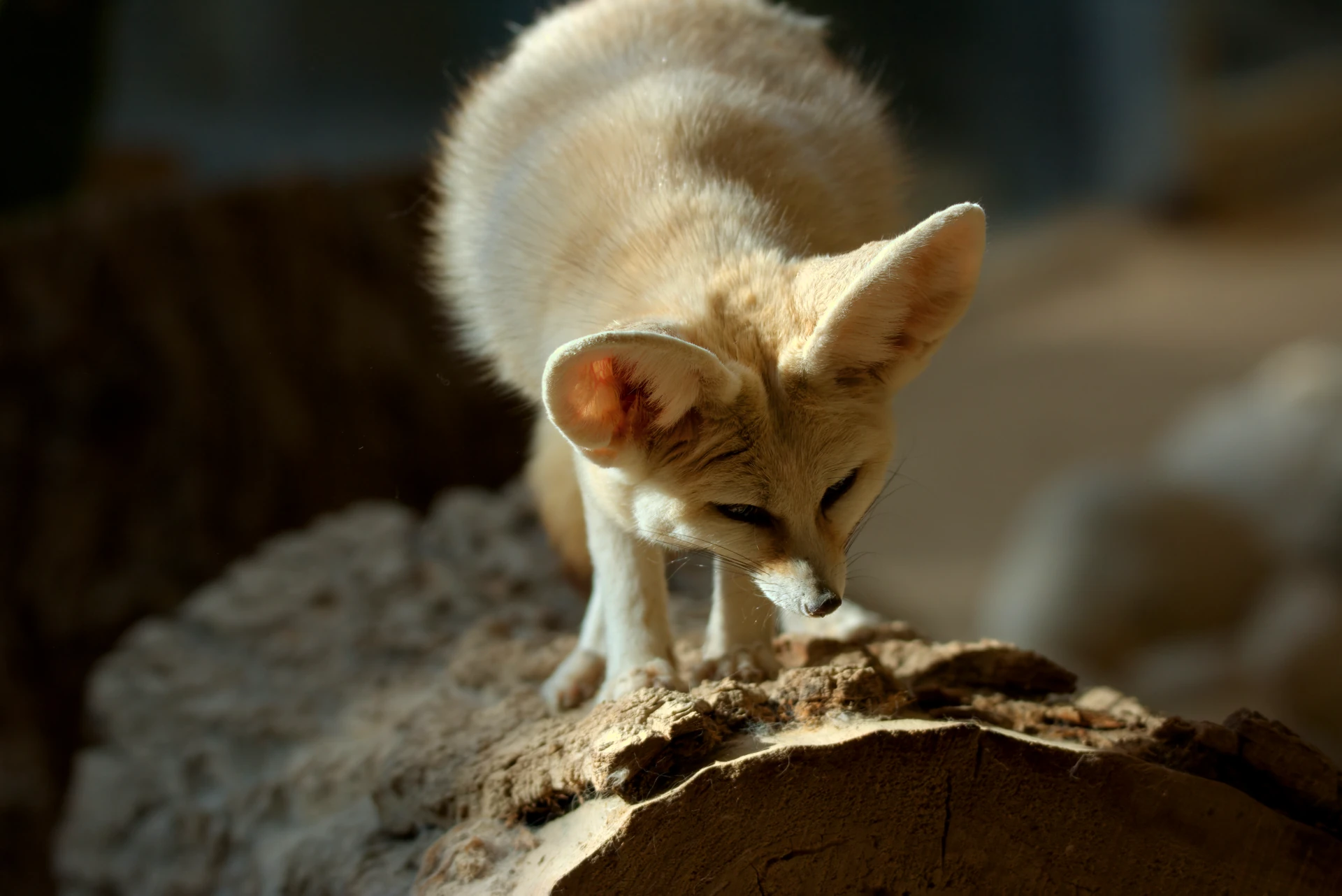 A fennec fox standing on a tree log section sniffing something on it.