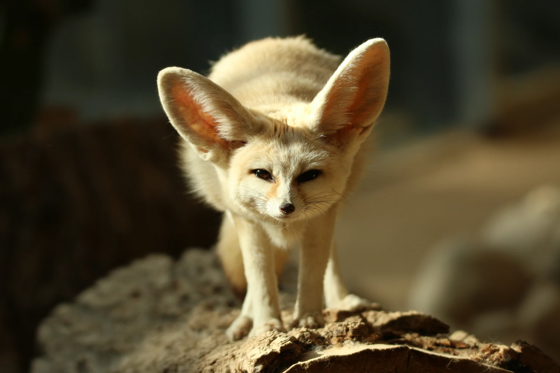 A fennec fox standing on a large tree log and looking directly at the camera.