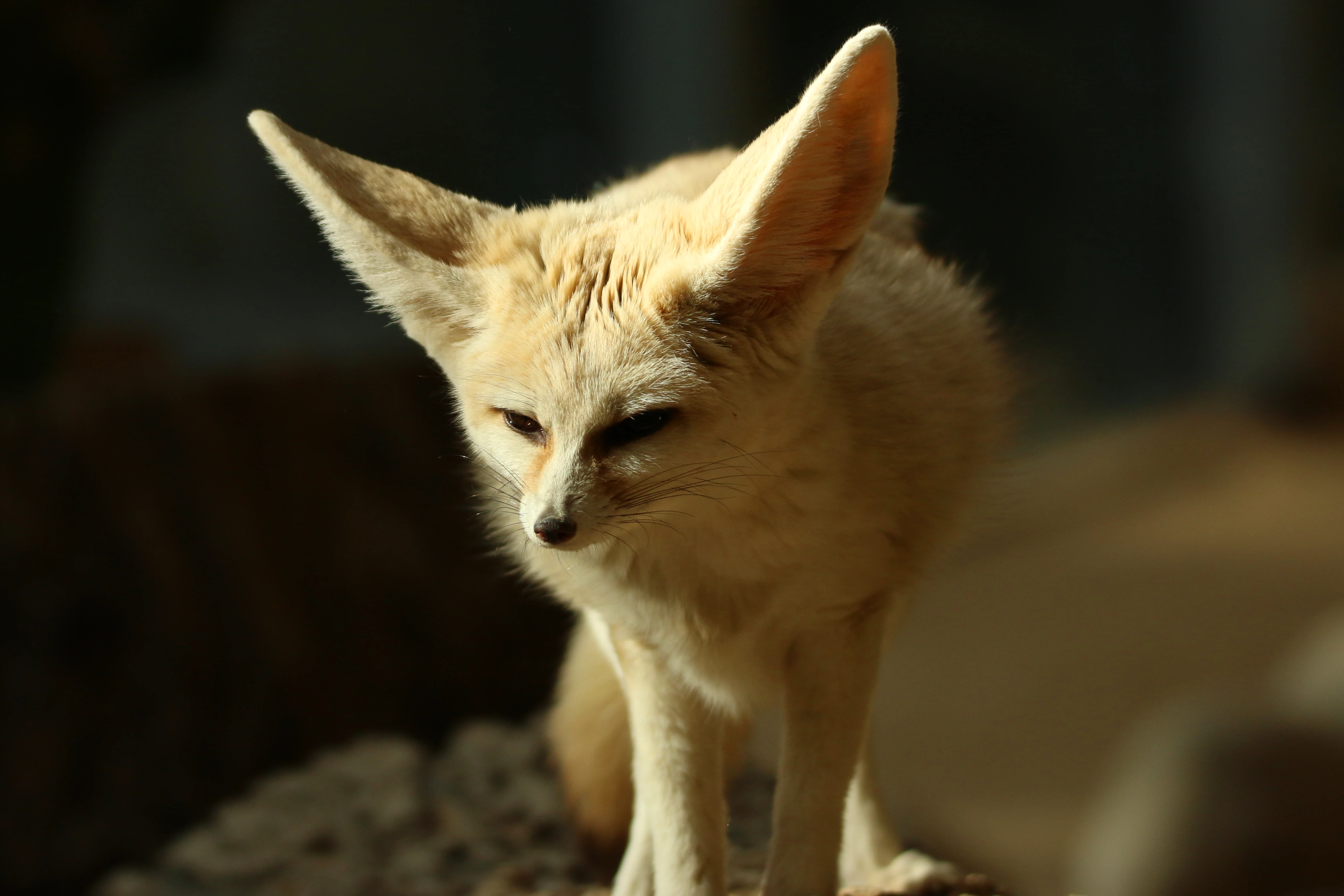 A fennec fox standing on a large tree log. Background is mostly out of focus.