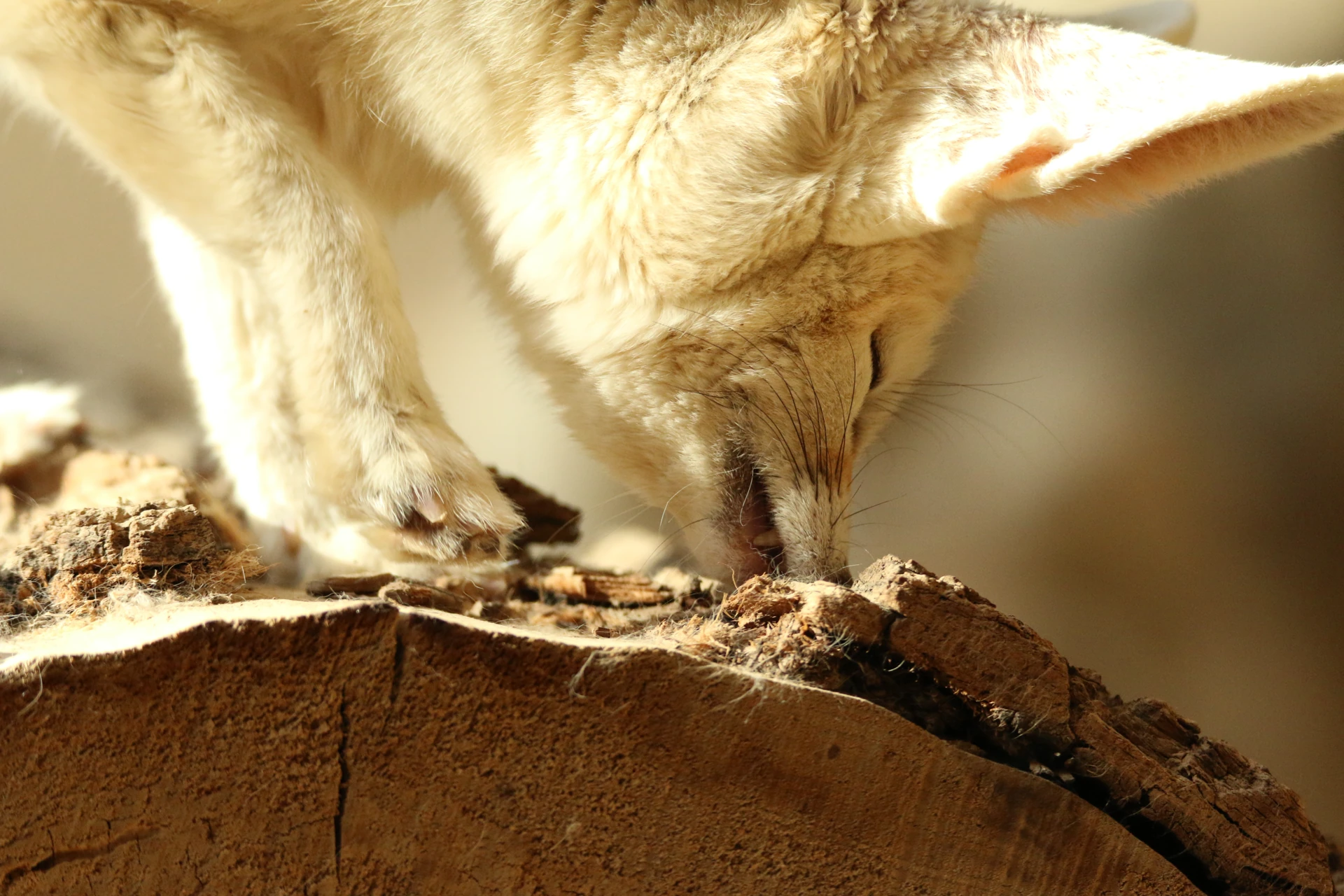 Close up photo of a rather bored fennec fox ripping off the bark of a large tree.