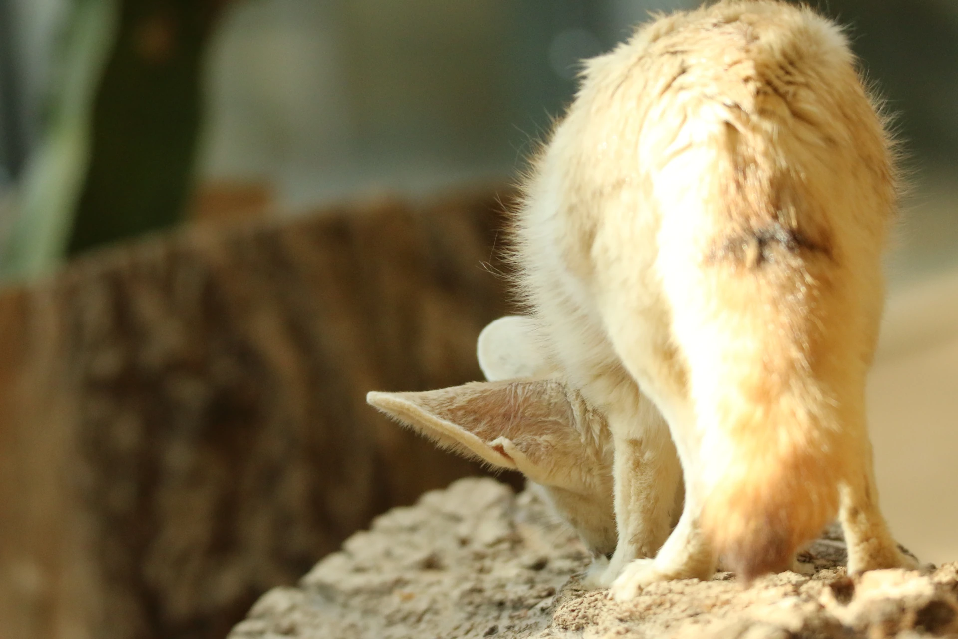 Fennec fox taking apart the bark or a large tree log.