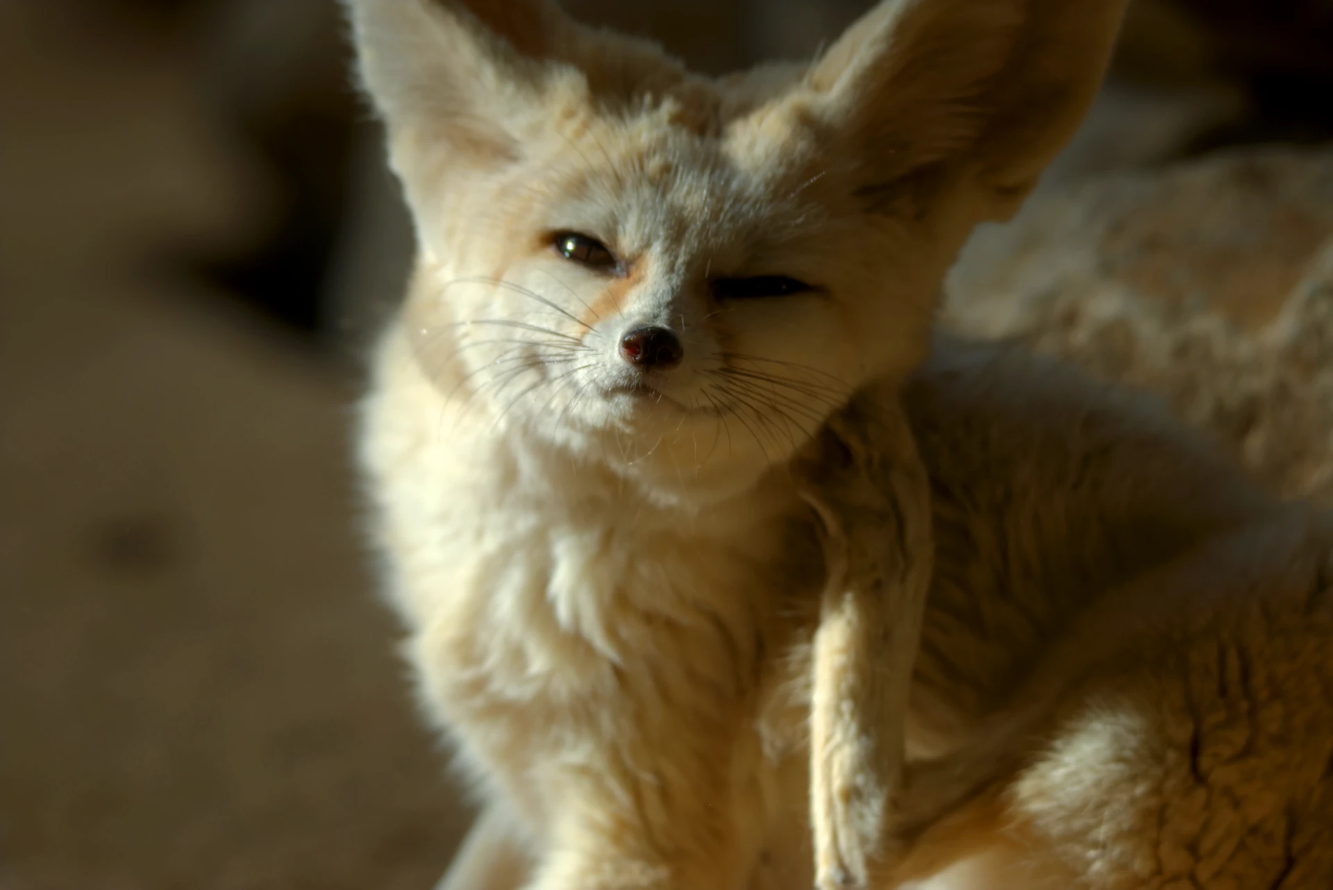 Really fluffy looking fennec fox scratching her cheek with a paw.