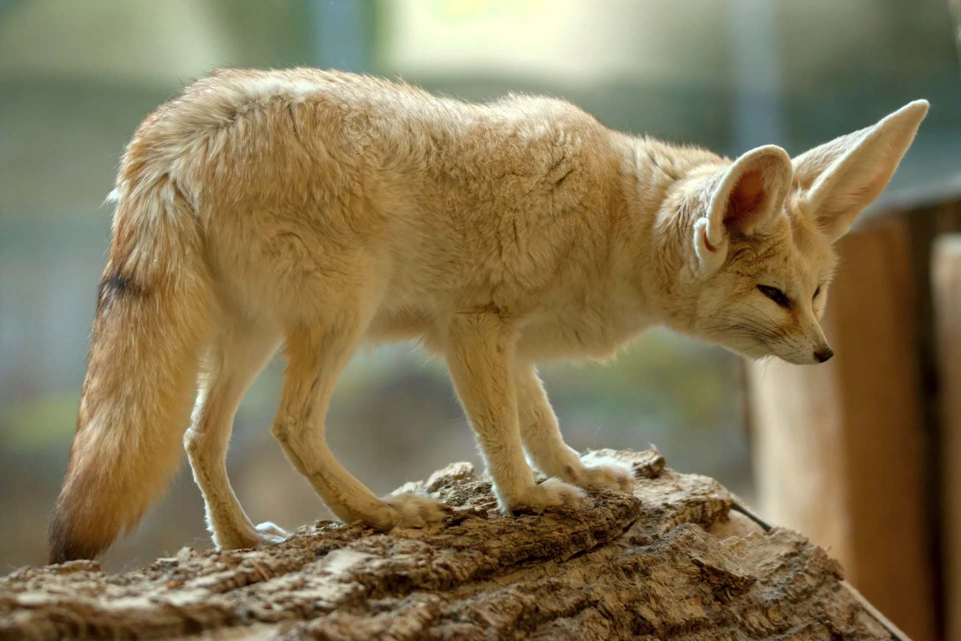 A fennec fox from the side. She's standing on a large tree log.