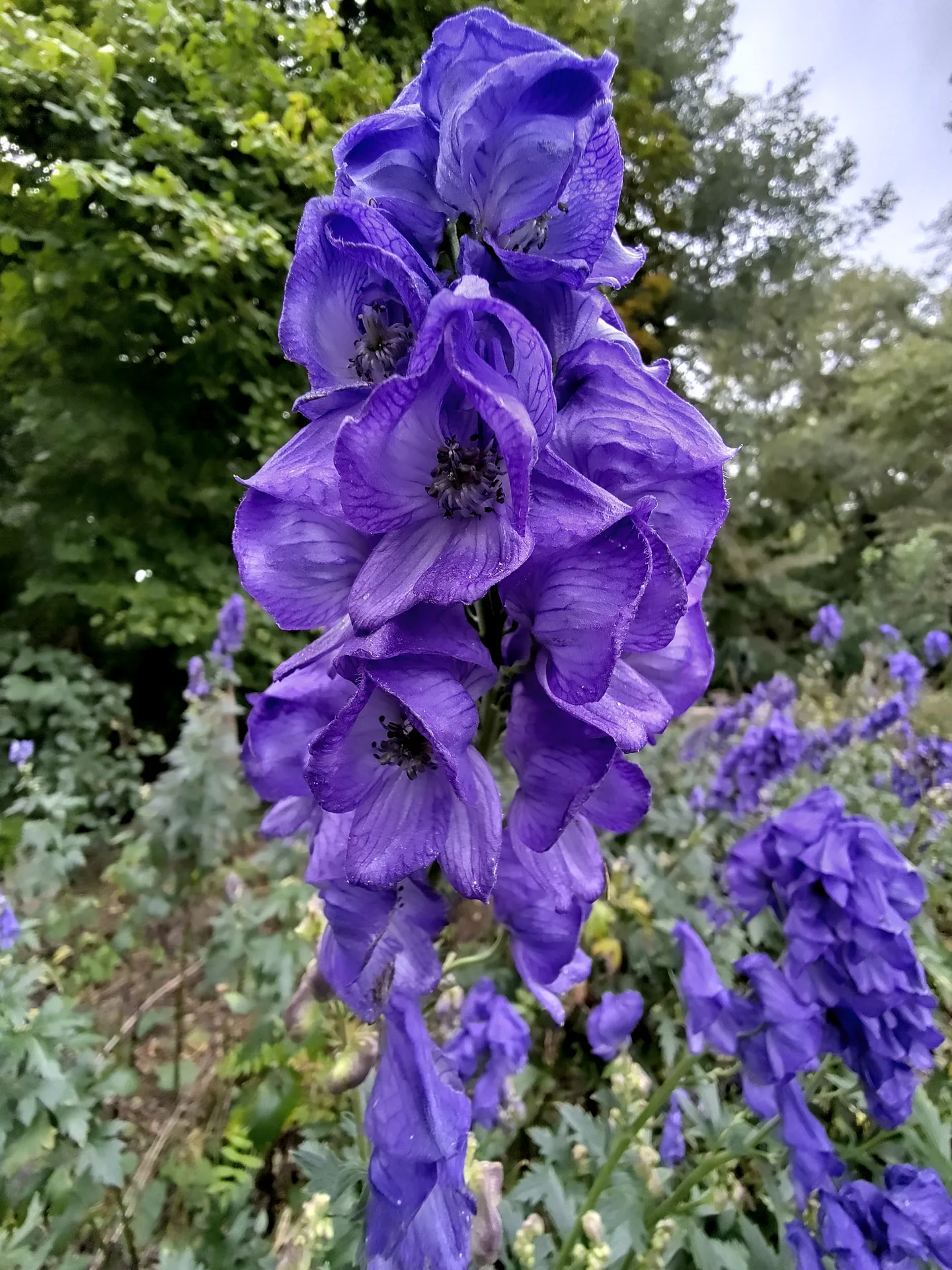 A large purple blooming flower.