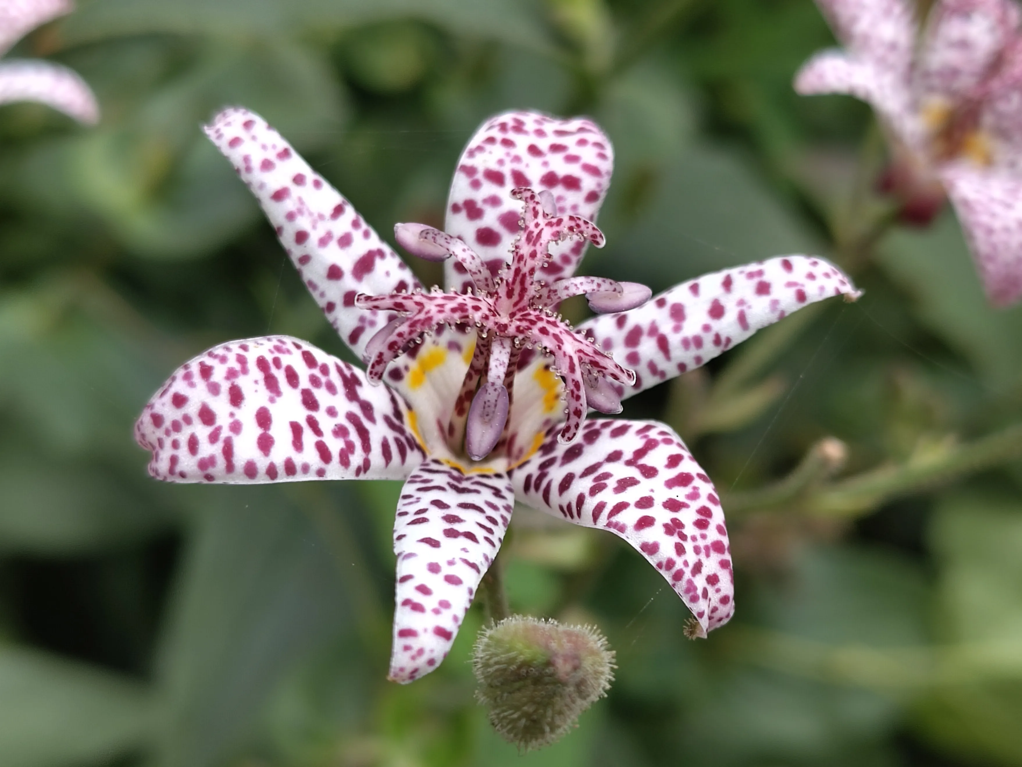 Close up of a toad lily bloom. It's white whith dark pink dots.