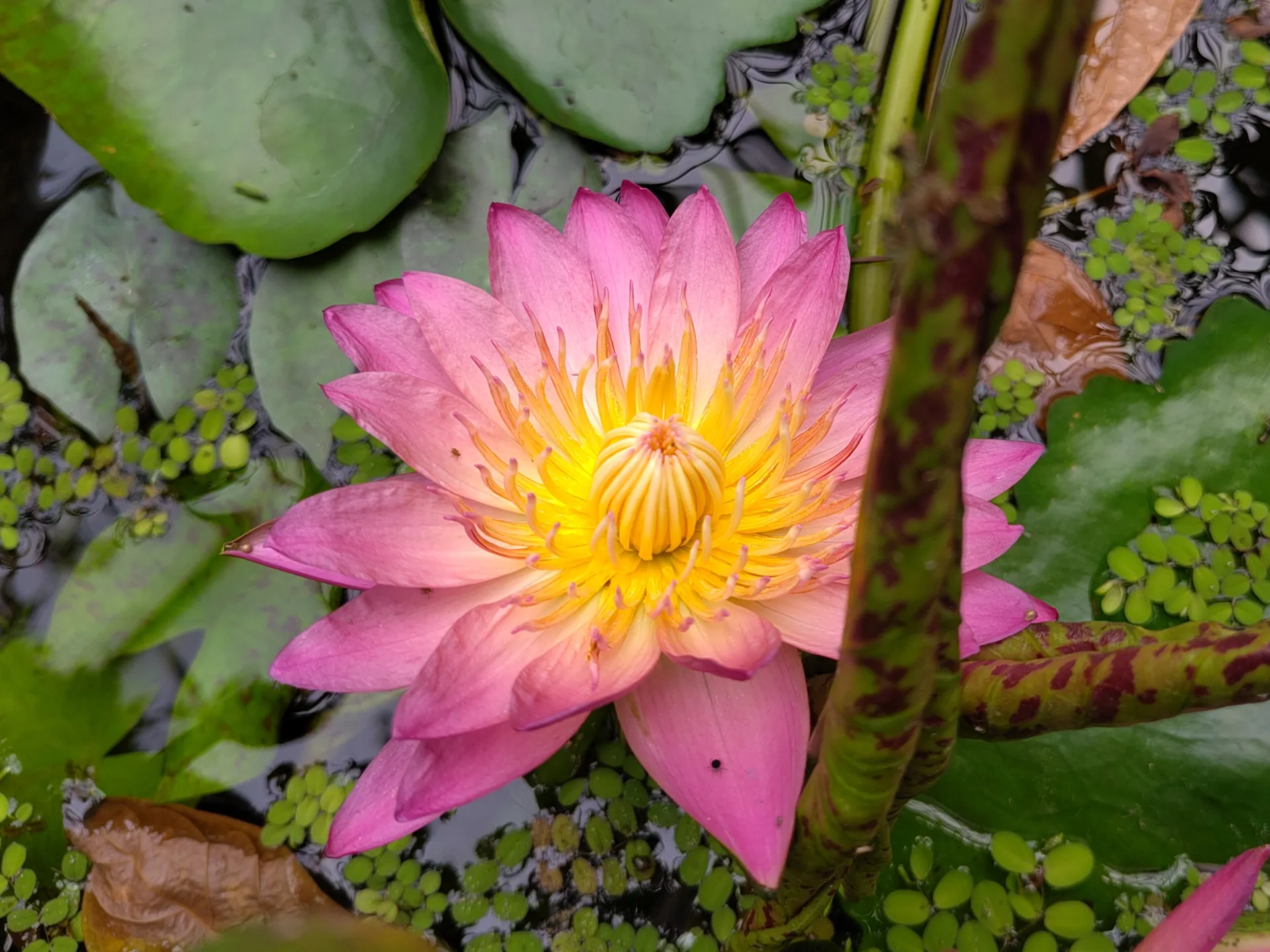 A water lily with a yellow center that fades over orange to pink on the edges of the petals.
